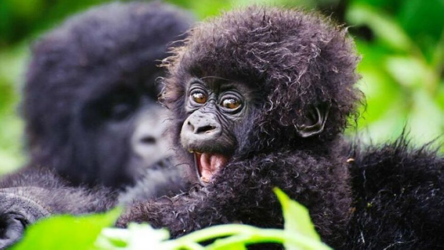 1-day-express-rwanda-gorilla-trek-750×450