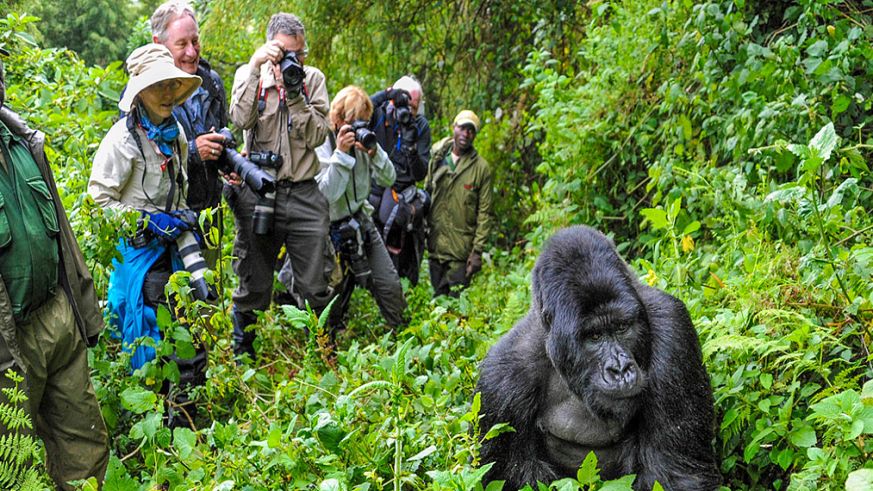 an-hour-with-gorillas