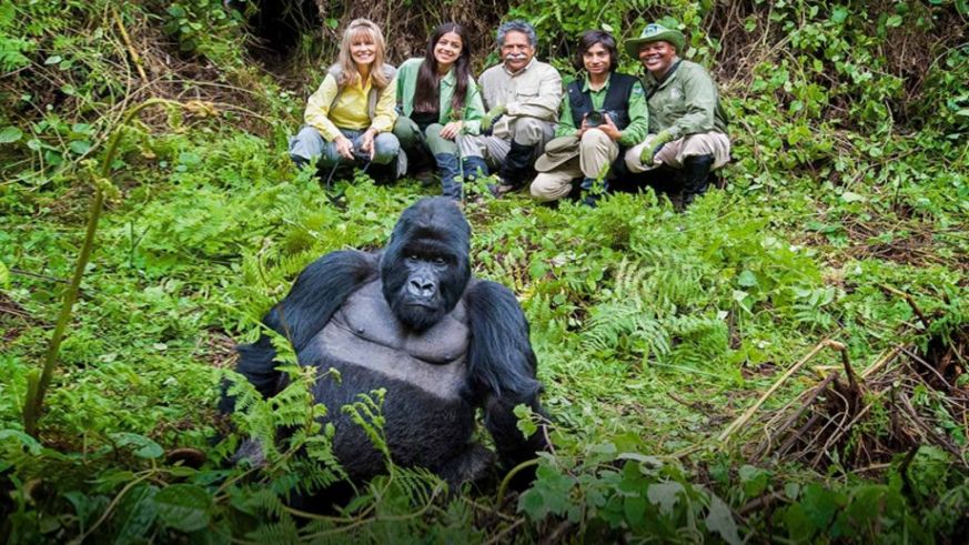 money-gorillas-rwanda