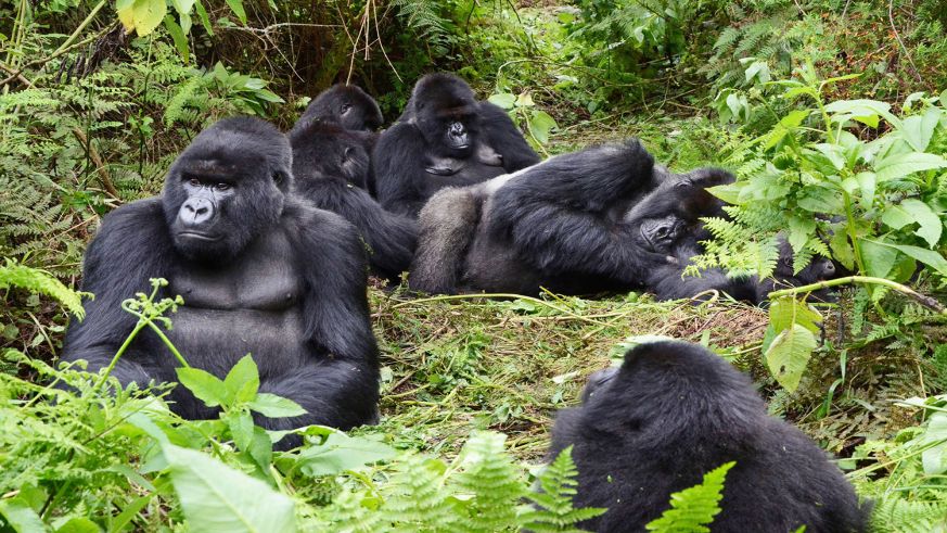 rwanda_mountain_gorillas_in_susa_group_in_kalisimbi_sam_ngendahimana