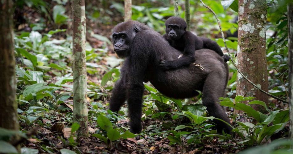 7-days-Kahuzi-Biega-and-Virunga-national-park-tour