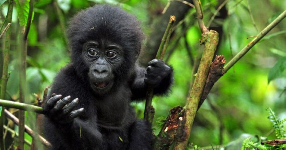 baby-gorilla-gorilla-frost-camp-uganda-header-750×400