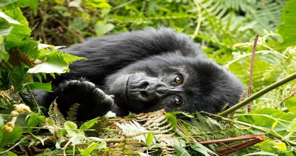 gorillas-tr2401
