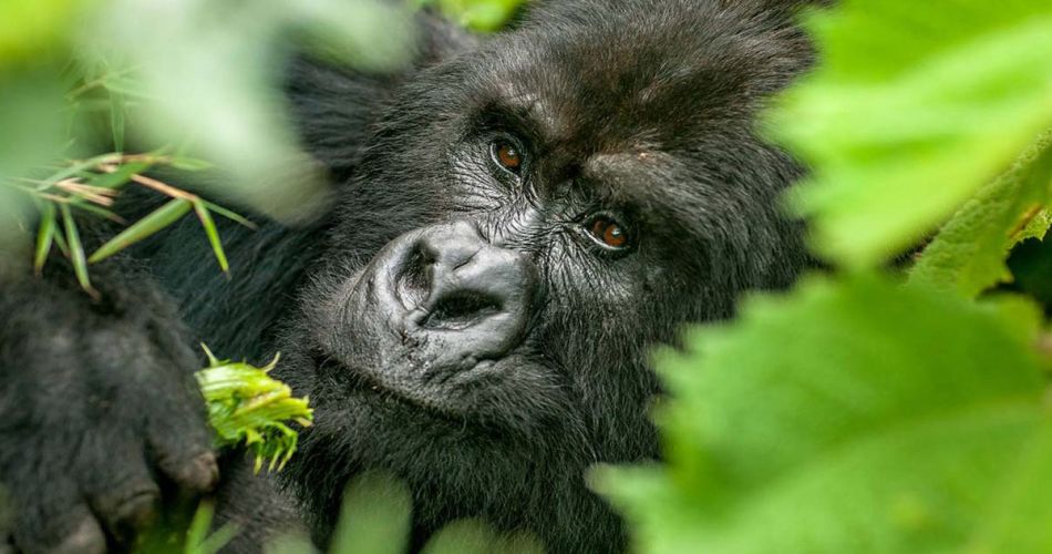 mountain-gorilla-trekking-uganda-1200×675